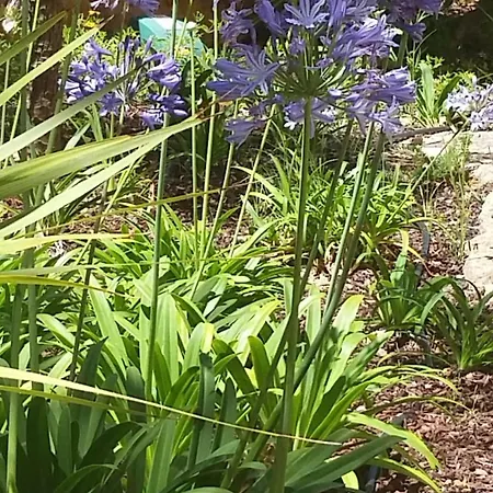 Apartamento Estrela Da Casavalerie With Gym And Indoor Pool *