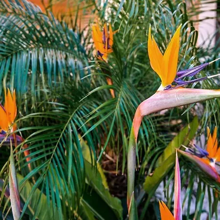 Estrela Da Casavalerie With Gym And Indoor Pool Apartment *