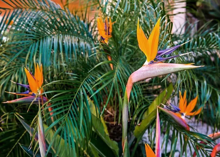 Estrela Da Casavalerie With Gym And Indoor Pool Daire *