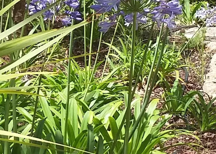 Daire Estrela Da Casavalerie With Gym And Indoor Pool *